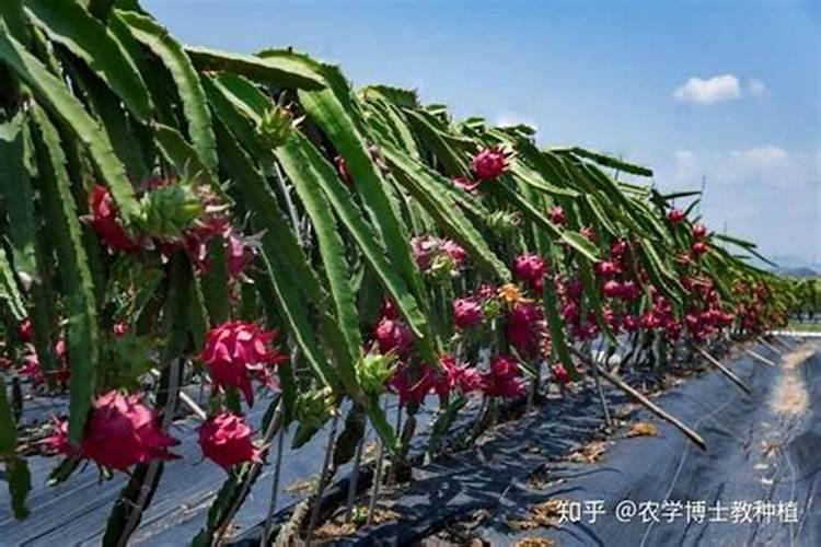 大红二号火龙果品种介绍