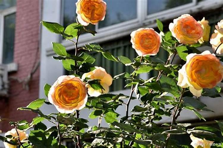 养护月季花施肥小技巧