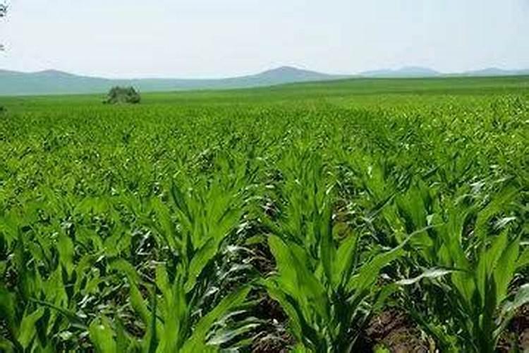 玉米施肥方法与量 玉米怎样施肥最正确