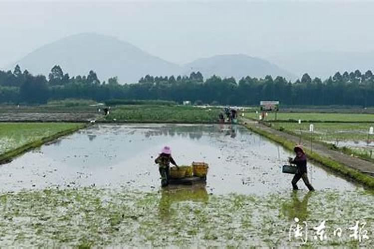 水稻一亩地用多少钾肥