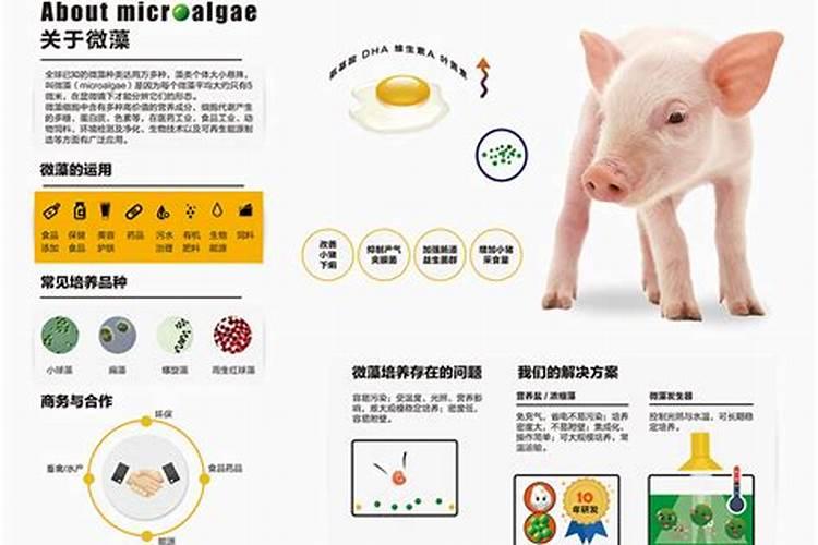 鱼缸里长的白色硬壳的东西是什么？