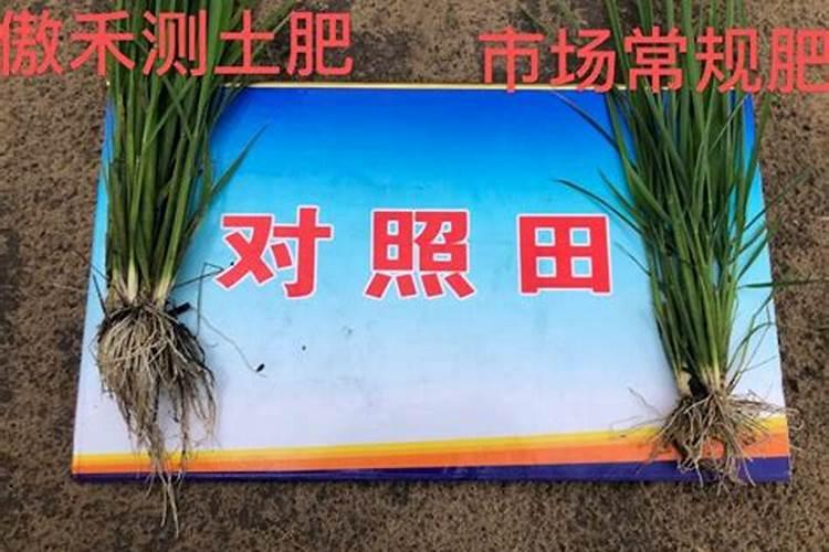 腾椒施什么肥料好