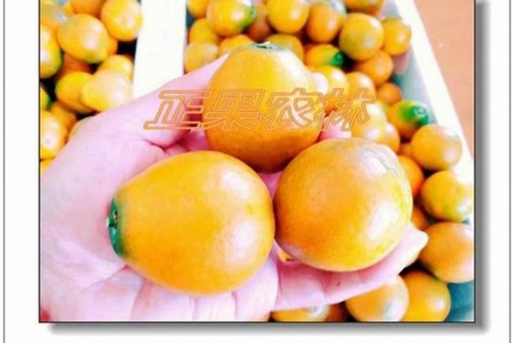 脆蜜金柑为什么难挂果