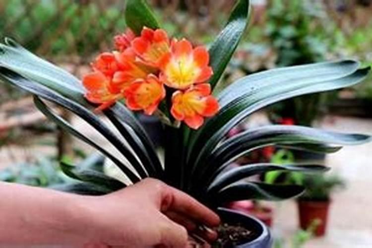 怎么让君子兰快速抽箭