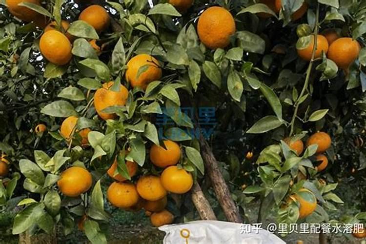 自制大量元素水溶肥的方法,在果树上如何使用