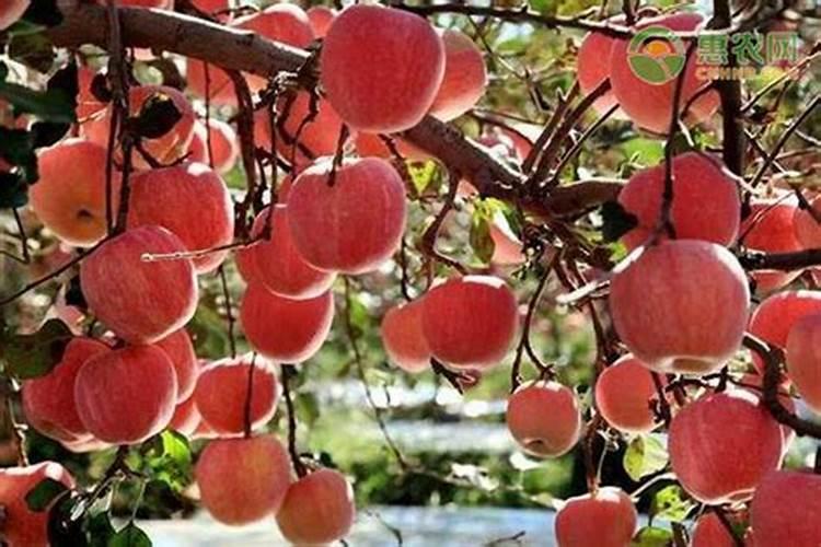 苹果用什么水溶肥好
