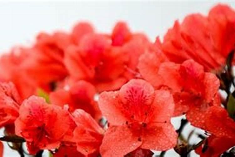杜鹃花施什么肥较好
