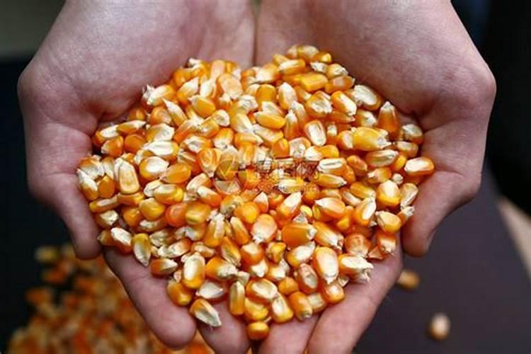 种玉米施什么肥料最好
