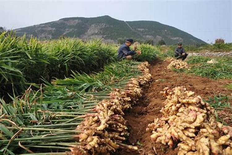求老师生姜什么时候打控旺药最佳
