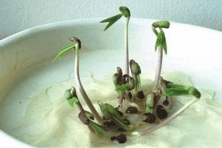 水稻施硅肥应该怎么施？一亩田用多少硅肥？