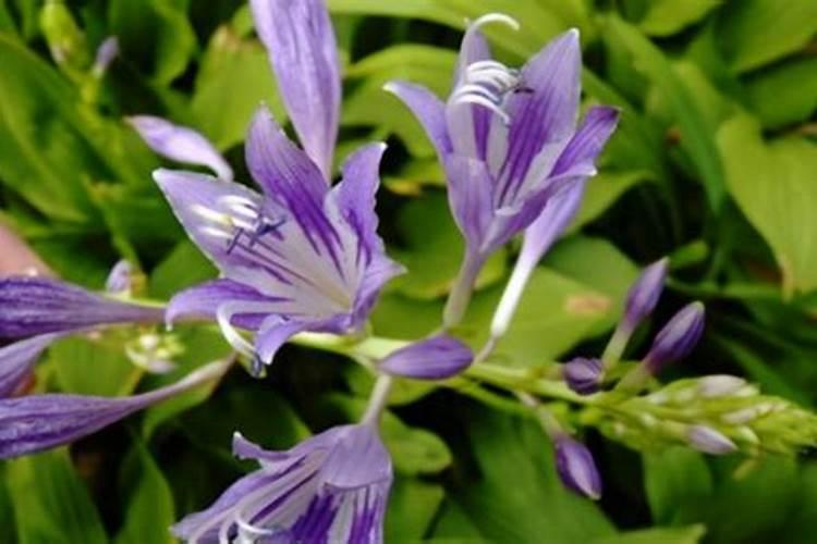 玉簪花用什么肥料
