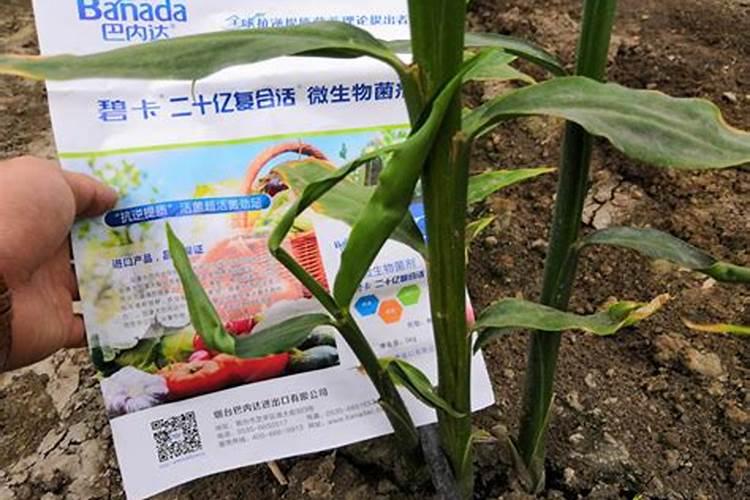 大姜种植后头两次浇水应怎么冲施肥料？