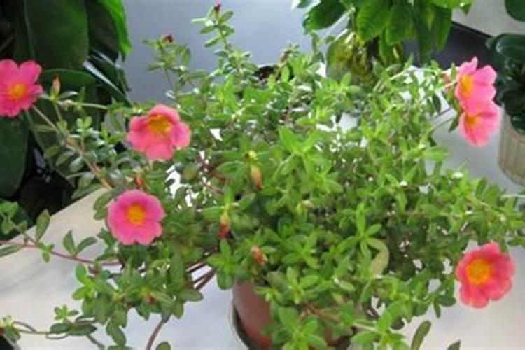 秋季养花要怎么施肥？