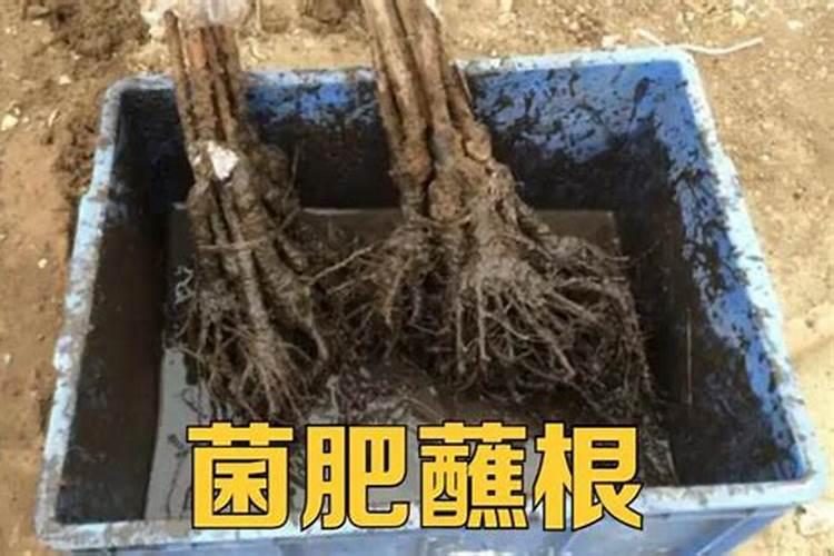 白粉病的生物防治法