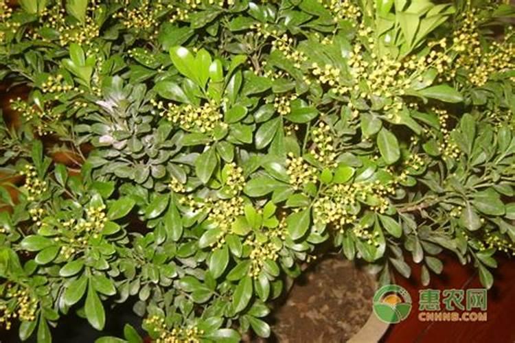 米兰花的开花期施肥