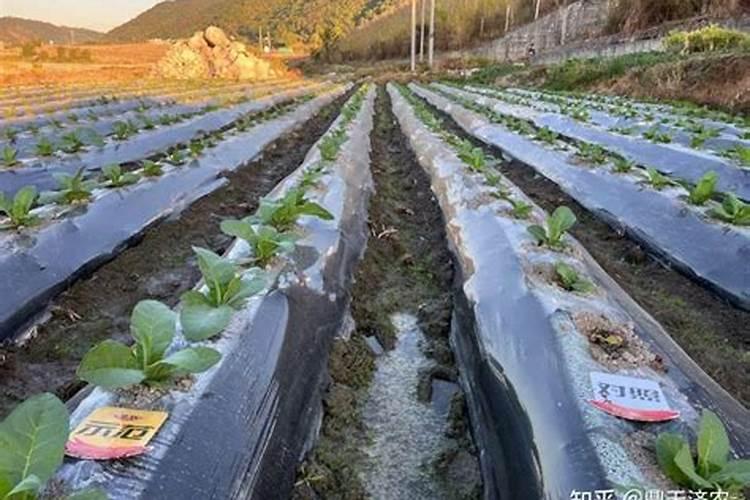 大升级冲施肥含有哪些营养成份