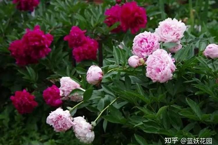 芍药施肥时间和方法,芍药喜欢什么肥料