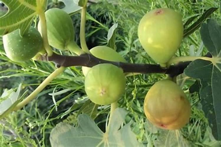 无花果树施什么肥合适