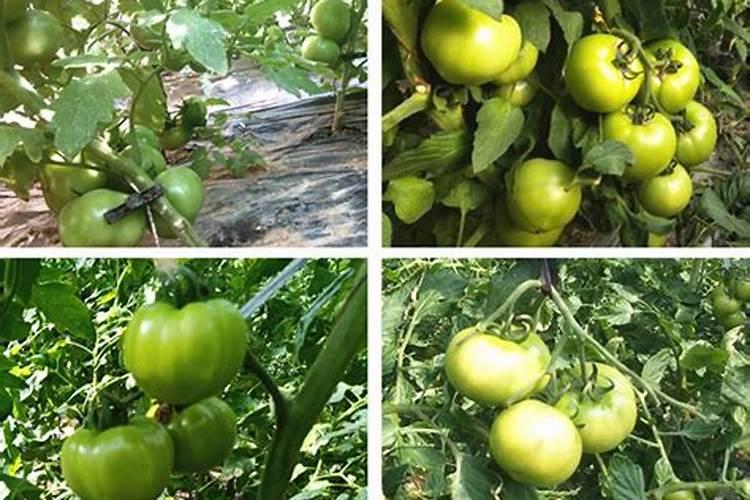 种西红柿用什么肥料最好