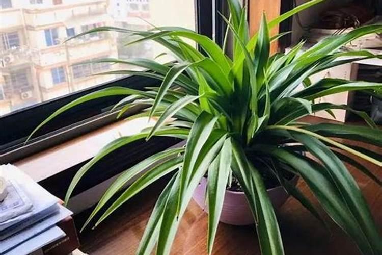 兰花,蝴蝶兰,君子兰,吊兰,玉树,用什么肥好？