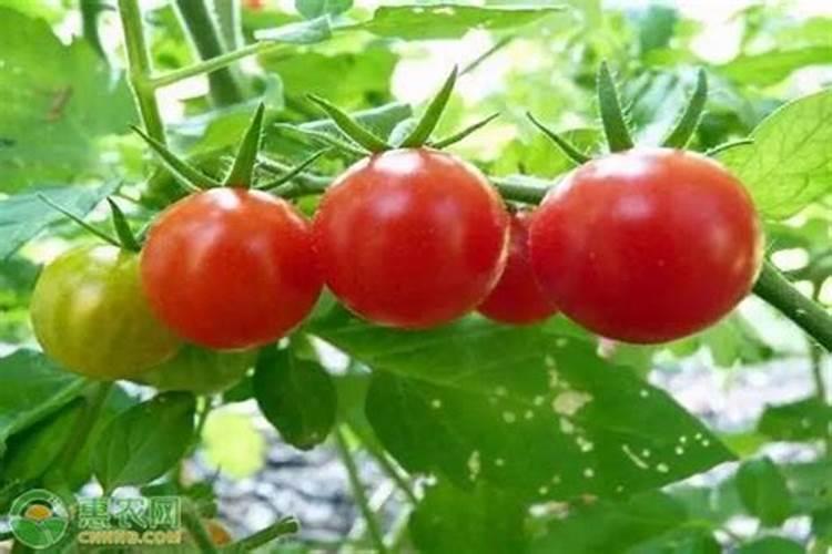 西红柿开花期施什么肥 怎么施肥结果多