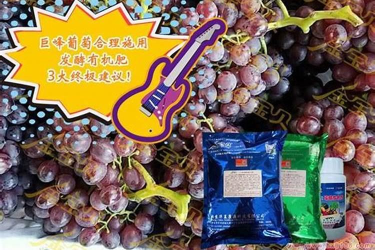 巨峰葡萄成熟期追什么肥料最好