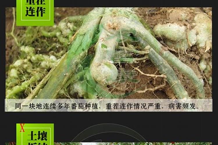 急求番茄青枯病的有效治疗方法？