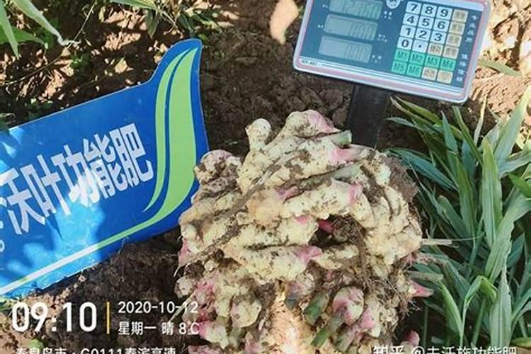 生根最快的肥料是什么呢？怎么使用呢？