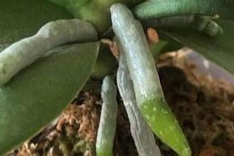 无根蝴蝶兰催根办法