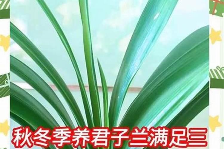 秋天大量使用磷钾肥养君子兰的危害
