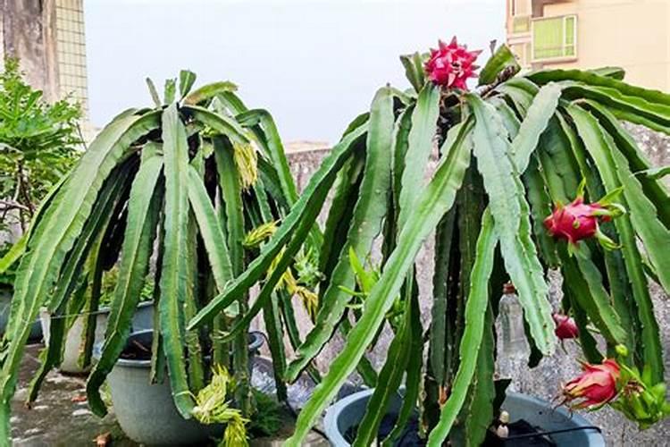 火龙果能不能放复合肥 有效果吗