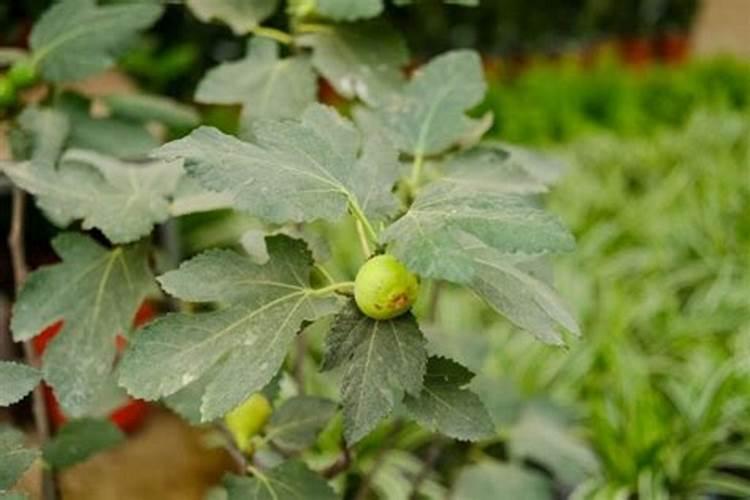 土豆出苗后多久浇水一次