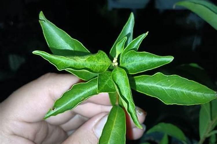 双色茉莉小雪后能解剪吗？