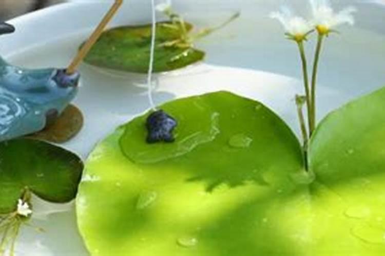 小白菜用什么肥料最好