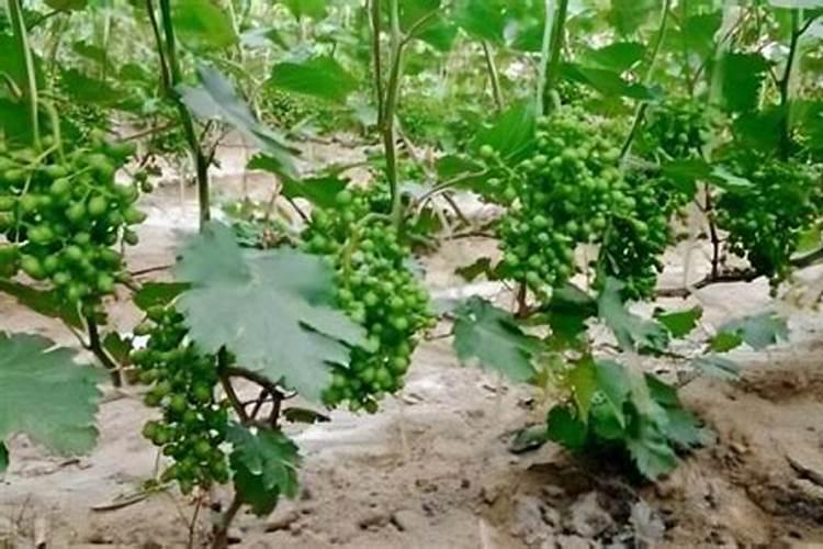 葡萄膨果期用什么肥料
