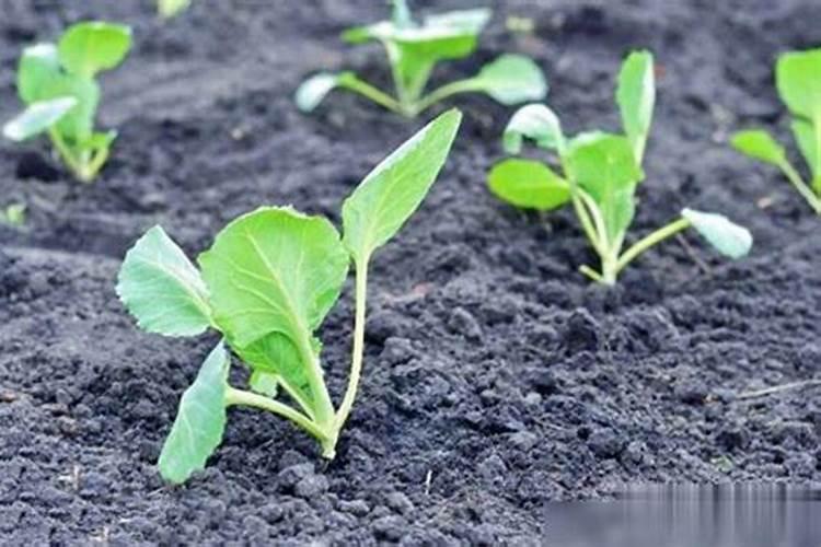 花盆种菜怎么施肥 花盆种菜如何施肥