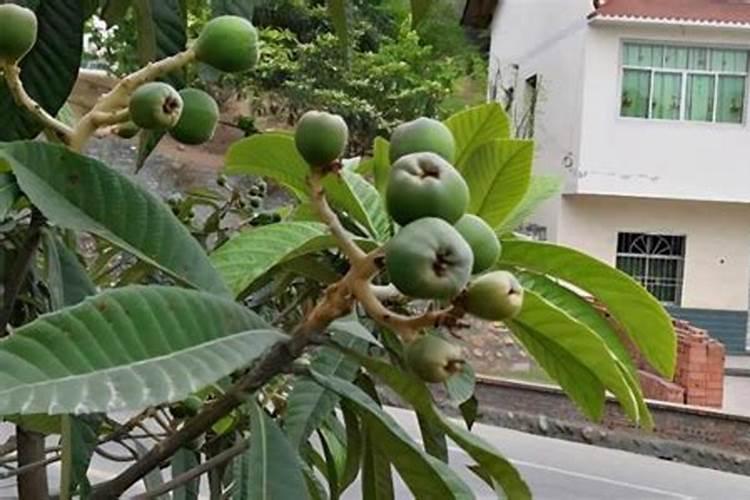 芸苔素几天打一次合适