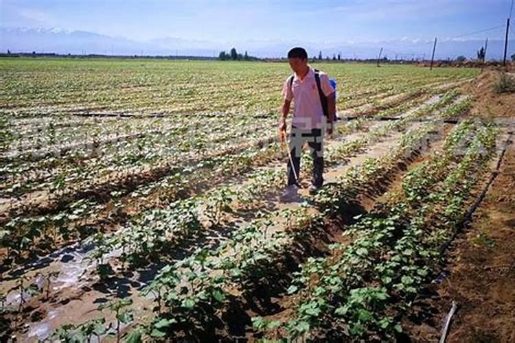 红薯一共要施肥几次 施什么肥可以提高产量