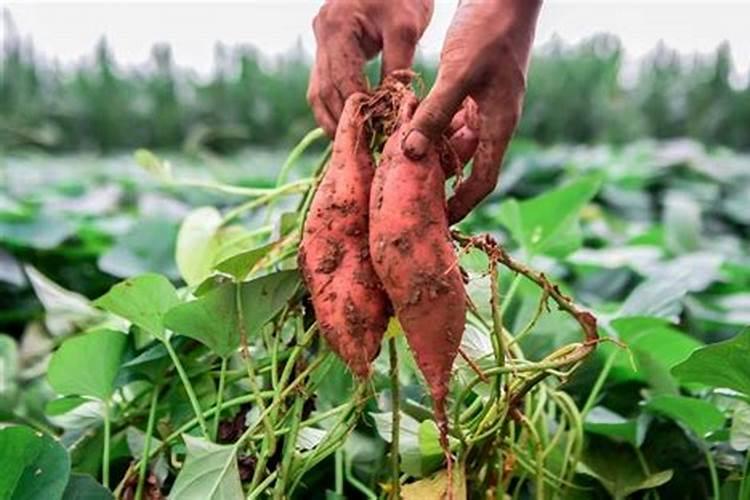 红薯一共要施肥几次