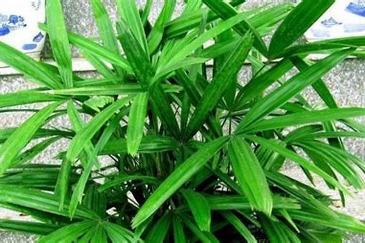 盆栽棕竹浇水施肥技巧
