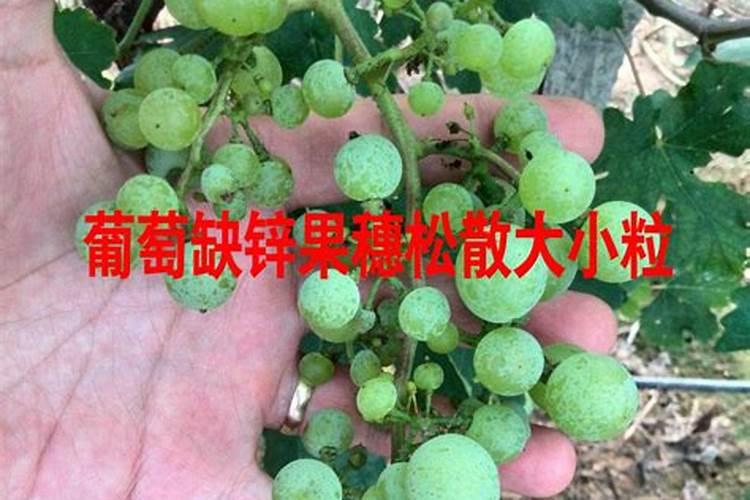 锌对葡萄的用处