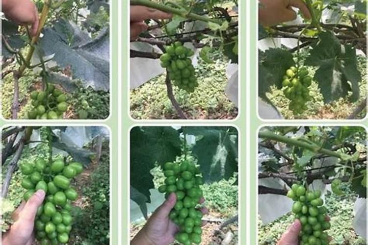阳光玫瑰萌芽期用肥