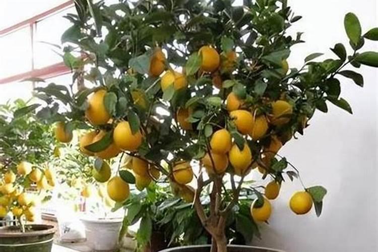 香水柠檬用什么肥料？