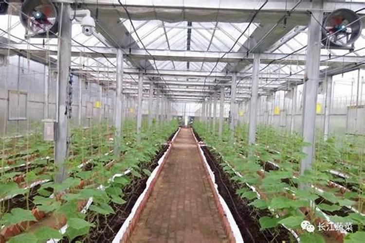果实膨果上色,为啥需要高磷高钾类的肥料？