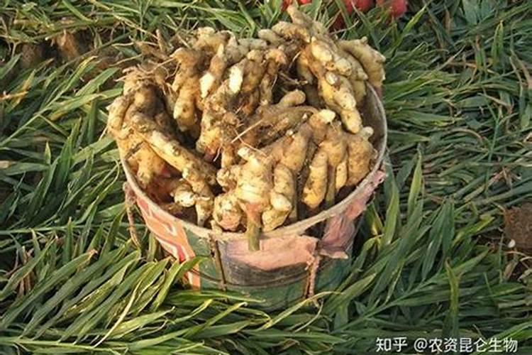 怎样种植大姜