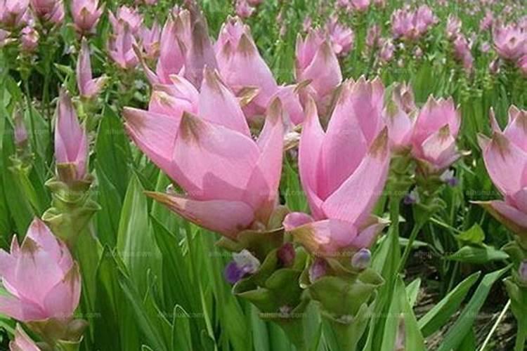姜荷花花期怎么施肥