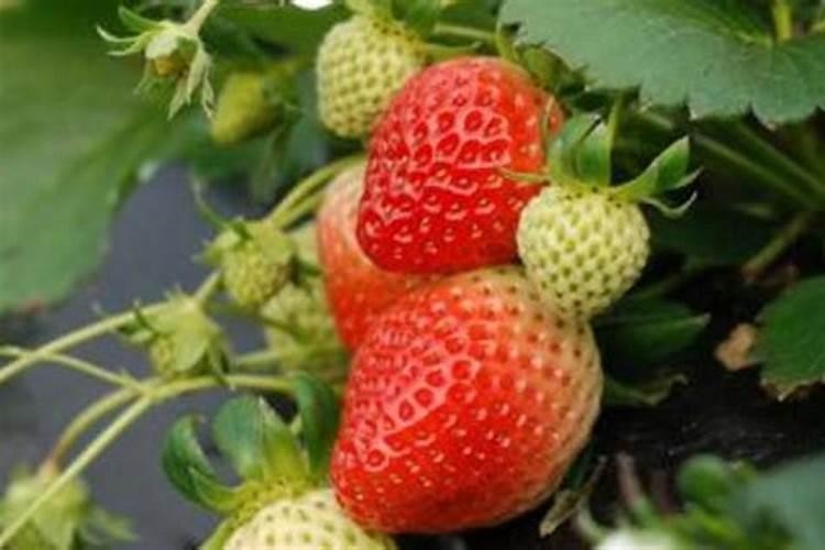 大棚草莓种植多少天可以冲施肥料