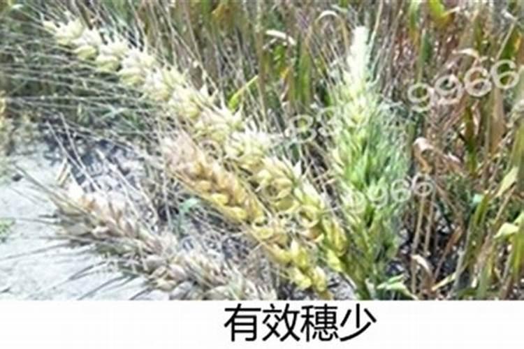 小麦打什么叶面肥高产