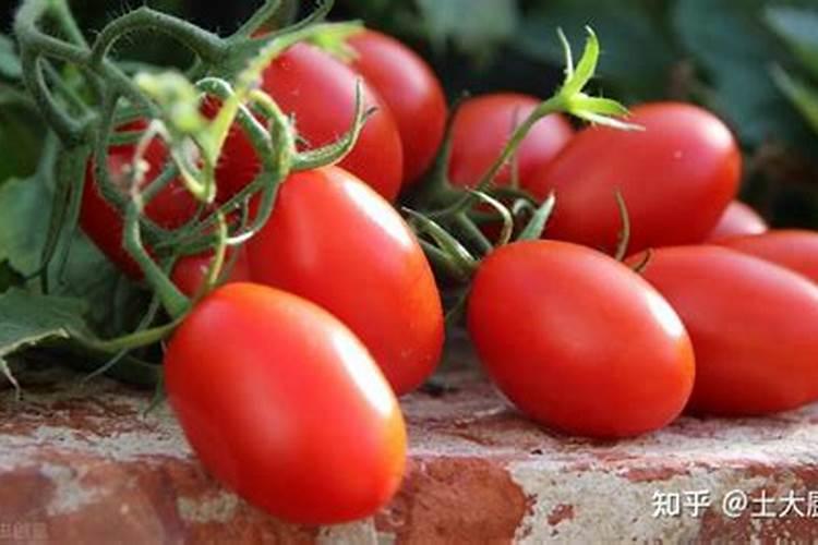 马蹄儿冰激凌番茄华北地区什么时候下种