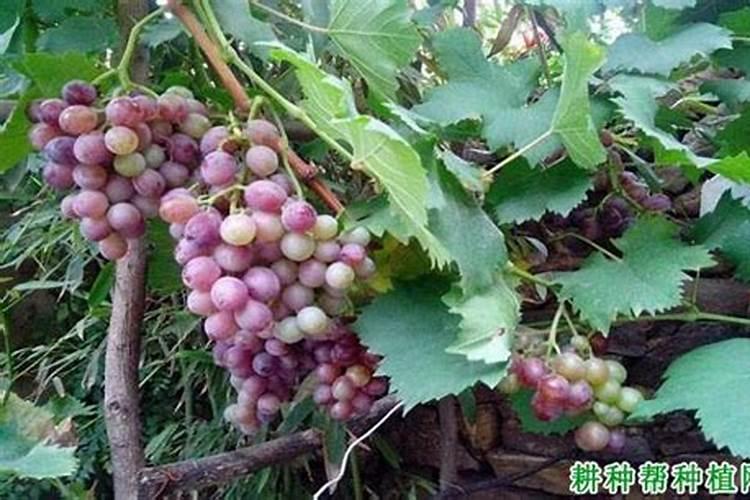 空心菜黄叶用什么肥和药